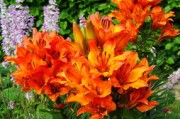 明日見(jiàn)柑橘果留樹(shù)多久開(kāi)花(明日見(jiàn)柑橘為啥貴) 明日見(jiàn)柑橘果留樹(shù)多久開(kāi)花(明日見(jiàn)柑橘為啥貴)
