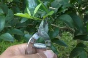 春季柑橘病蟲(chóng)害防治技術(shù)_冬季時(shí)該如何管理