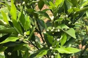 幼樹柑橘種植管理技術(shù)_怎樣修剪虛旺的柑橘樹