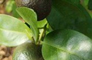 7-8月柑橘銹壁虱病蟲害_柚子樹種植技術