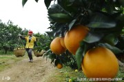 生物柑橘種植技術(shù)_柑橘周年病害的防治技巧有哪些