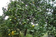 柑橘早豐種植技術(shù)_柑橘戴帽修剪在什么時(shí)候最好