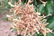 柑橘樹病蟲害用哪種藥最好_苯醚甲環(huán)唑能治柑橘潰瘍病嗎
