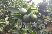 柑橘秋梢的主要病蟲害_蝽類蟲害怎么應(yīng)對(duì)