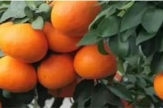 病蟲(chóng)害少的柑橘品種_普早柑橘哪個(gè)品種最好 病蟲(chóng)害少的柑橘品種_普早柑橘哪個(gè)品種最好