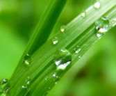 怎樣辨別沃柑有沒有泡藥水（怎么辨別泡過農(nóng)藥的沃柑）