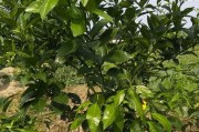 柑橘種植技術(shù)前景_柑橘樹怎樣種植最好