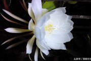 黃美人柑橘什么時(shí)候開花_黑美人百合花有開多久
