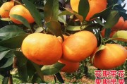 由良蜜橘與愛媛28(蜜橘和愛媛橙有什么區(qū)別)