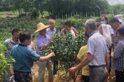 宣傳柑橘種植技術(shù)_柑橘前三年栽培技術(shù)
