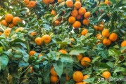 柑橘果樹的種植技術(shù)_柑橘樹潰瘍病怎么解決