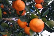 春見(jiàn)柑橘種植技術(shù)套裝_耙耙柑里面有白點(diǎn)是什么