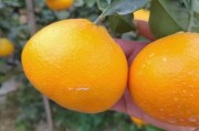 愛媛最新品種價(jià)格_愛媛果凍橙種植耐幾度低溫 愛媛最新品種價(jià)格_愛媛果凍橙種植耐幾度低溫