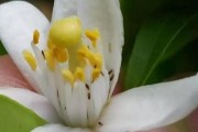 柑橘謝花期病蟲(chóng)害防治_柑橘如何提高座果率