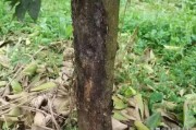 柑橘萌芽期病蟲害_柑橘的現(xiàn)蕾期開花前的管理工作