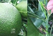 防蟲(chóng)網(wǎng)種植柑橘技術(shù)_黃瓜葉子有白蟲(chóng)不打農(nóng)藥用什么能消滅了