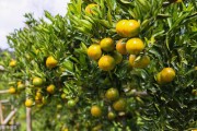 柑橘沃柑全年病蟲害防治_柑橘園太陽果裂果高發(fā) 柑橘沃柑全年病蟲害防治_柑橘園太陽果裂果高發(fā)