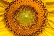 廣西柑橘打什么藥？詳解常見病蟲害防治科學(xué)用藥指南