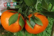 新會(huì)柑橘種植技術(shù)視頻教學(xué)（柑子種植技術(shù)）