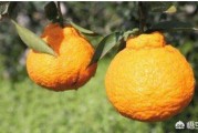 衡陽(yáng)市柑橘種植技術(shù)研究_茶陵景點(diǎn)哪個(gè)景點(diǎn)最好玩