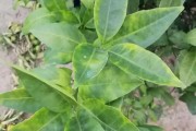 柑橘種植技術(shù)視頻規(guī)范_怎么快速把三農(nóng)做好做大做強(qiáng)