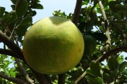 柑橘畝產(chǎn)量一般多少公斤？解析高產(chǎn)種植技巧與合理區(qū)間范圍