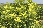 柑橘病蟲害管理書籍推薦_烯酰嗎啉在柑橘上的應(yīng)用