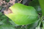 柑橘樹(shù)病蟲(chóng)害防治綠化_柑橘春季清園最好配方