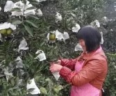 丑美人柑橘種植技術(shù)視頻_都美竹爆料吳亦凡