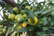 柑橘種植技術(shù)管理PPT_最近哪些梗讓你笑出聲