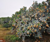 宮本柑橘種植管理技術(shù)_柑桔靠接怎么削嫁接面