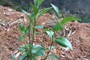 柑橘幼苗種植技術與管理_桔子樹嫁接發(fā)芽以后怎么管理 柑橘幼苗種植技術與管理_桔子樹嫁接發(fā)芽以后怎么管理