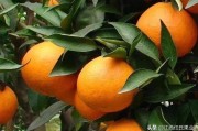 愛沙柑橘種植管理技術_云南愛莎柑橘上市了嗎