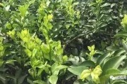 種植柑橘管理技術(shù)方法_三個(gè)月大的柑橘幼樹(shù)苗施什么肥比較好