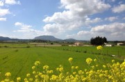 2022年沃柑價(jià)格為何下降(2021沃柑暴跌) 2022年沃柑價(jià)格為何下降(2021沃柑暴跌)