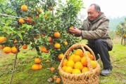 柑橘種植與施肥技術(shù)_桔子樹施什么肥最好