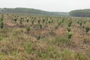柑橘果苗種植技術(shù)_如何給柑橘樹施肥