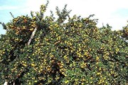 柑橘種植技術(shù)的內(nèi)容_東北柑橘種植技術(shù) 柑橘種植技術(shù)的內(nèi)容_東北柑橘種植技術(shù)