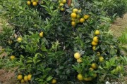 沃柑橘種植技術(shù)6_沃柑扦插繁殖方法 沃柑橘種植技術(shù)6_沃柑扦插繁殖方法