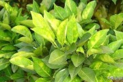 柑橘種植技術及圖解_什么橘子適合在安徽