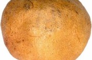 怎樣栽柑橘成活率高？掌握這5個(gè)科學(xué)步驟讓果樹茁壯成長(zhǎng)