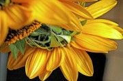 柑橘種子多久發(fā)芽？從播種到出苗的時(shí)間周期與養(yǎng)護(hù)技巧解析