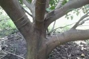 柑橘母枝種植技術(shù)_耙耙柑的結(jié)果枝主要是秋梢嗎