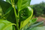 湖南懷化柑橘種植技術(shù)視頻_如今沙糖桔的價(jià)格走勢(shì)是什么行情