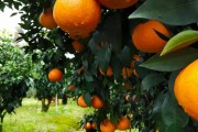 愛媛果凍橙批發(fā)價(jià)_網(wǎng)紅果是什么東西