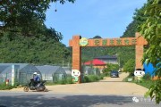 桂林柑橘種植技術_柑橘園種點什么