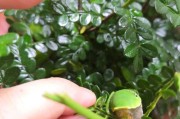 柑橘青蟲病蟲害圖譜與用藥_什么是扁刺蛾