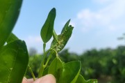 山頂柑橘種植技術(shù)視頻_是否會(huì)對(duì)柑橘行業(yè)造成影響