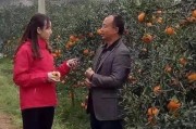 柑橘種植技術(shù)規(guī)程最新_想在南方農(nóng)村承包一些地種植柑橘 柑橘種植技術(shù)規(guī)程最新_想在南方農(nóng)村承包一些地種植柑橘