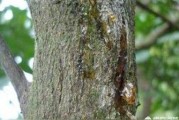 柑橘砂皮病種植技術(shù)_果農(nóng)豐收的管理技術(shù)有哪些